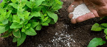 Everything You Need to Know About Fertilizer